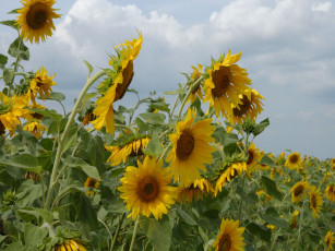 Картинка цветы подсолнухи