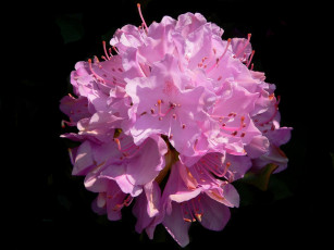 Картинка цветы рододендроны азалии