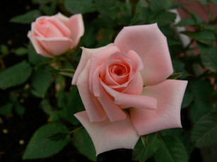 Картинка цветы розы