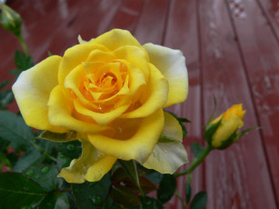 Картинка цветы розы