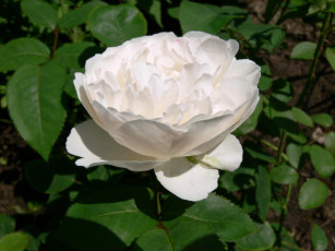 Картинка цветы розы