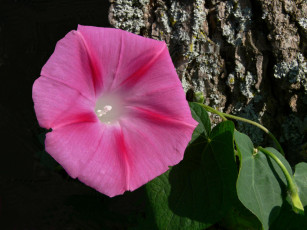 Картинка цветы вьюнки ипомеи