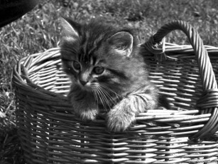 Картинка животные коты