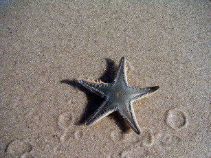 Картинка животные морские звёзды