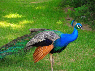 Картинка животные павлины