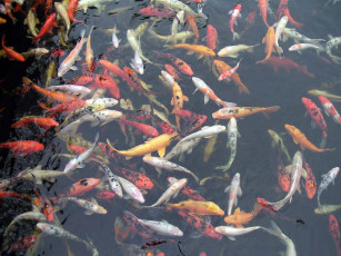 Картинка животные рыбы