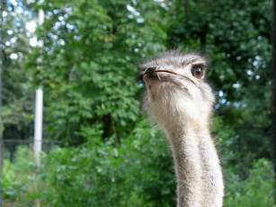 Картинка животные страусы