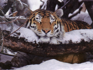 Картинка животные тигры