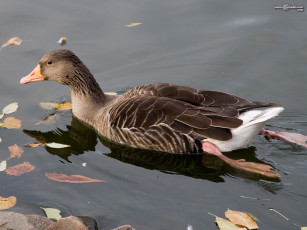 Картинка животные утки