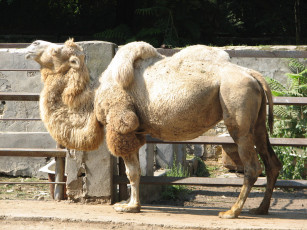 Картинка животные верблюды