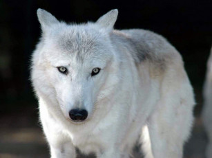 Картинка животные волки