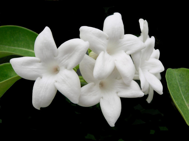 Обои картинки фото цветы, цветущие, деревья, кустарники