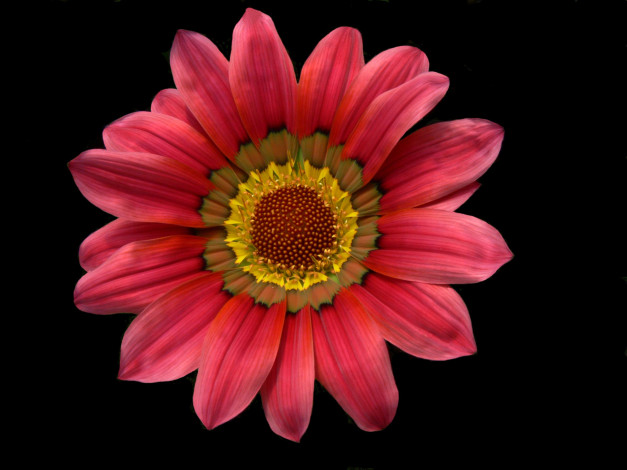 Обои картинки фото цветы, газания