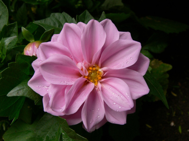 Обои картинки фото цветы, георгины