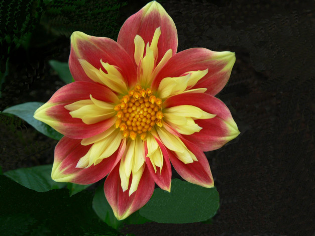 Обои картинки фото цветы, георгины