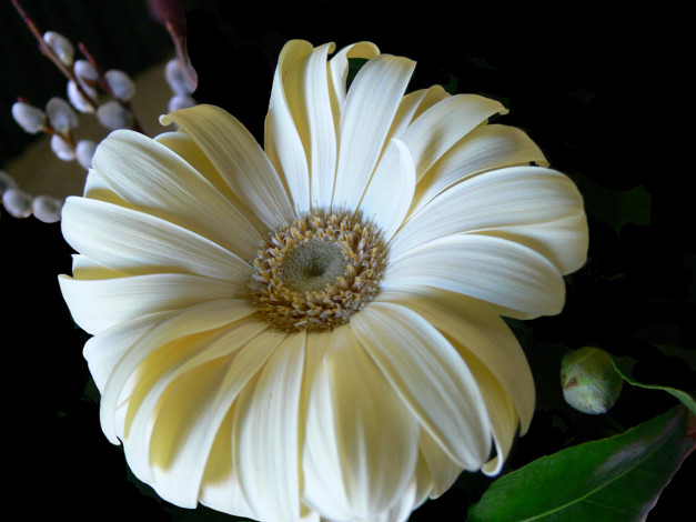 Обои картинки фото цветы, герберы