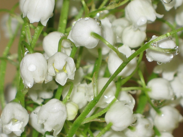 Обои картинки фото цветы, ландыши