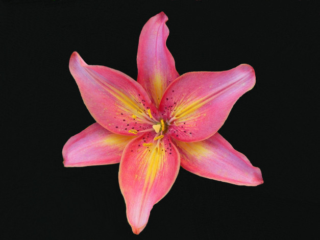 Обои картинки фото цветы, лилии, лилейники