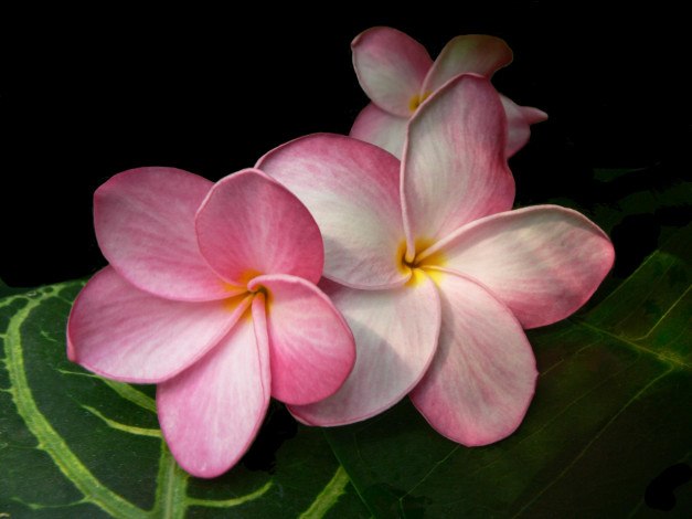 Обои картинки фото цветы, плюмерия