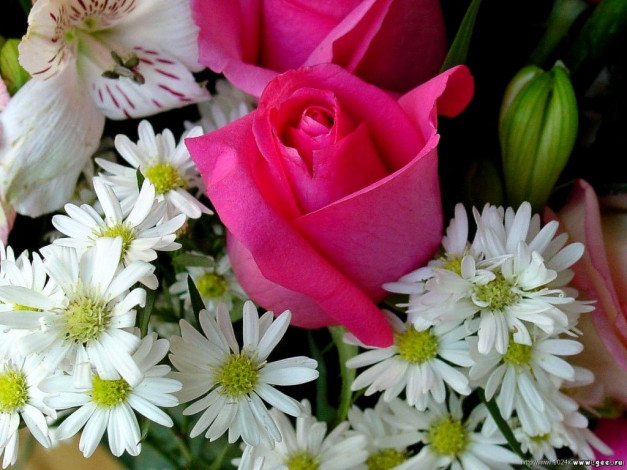 Обои картинки фото цветы, разные, вместе