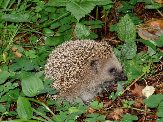 Обои картинки фото животные, ежи