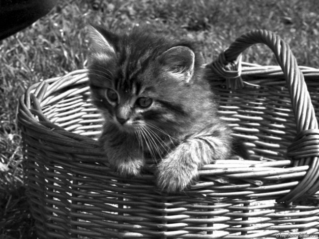 Обои картинки фото животные, коты