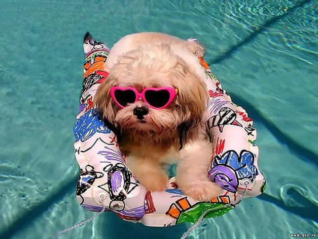 Обои картинки фото животные, собаки