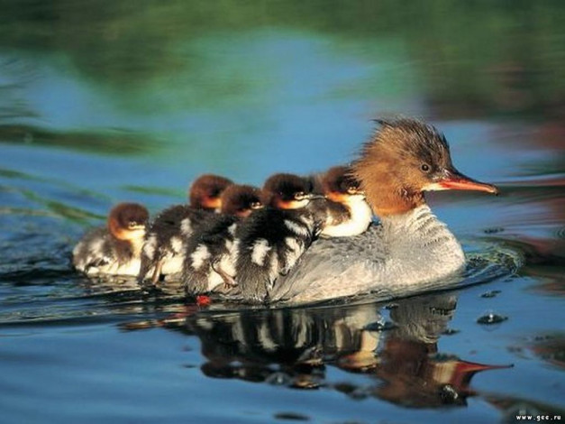 Обои картинки фото животные, утки