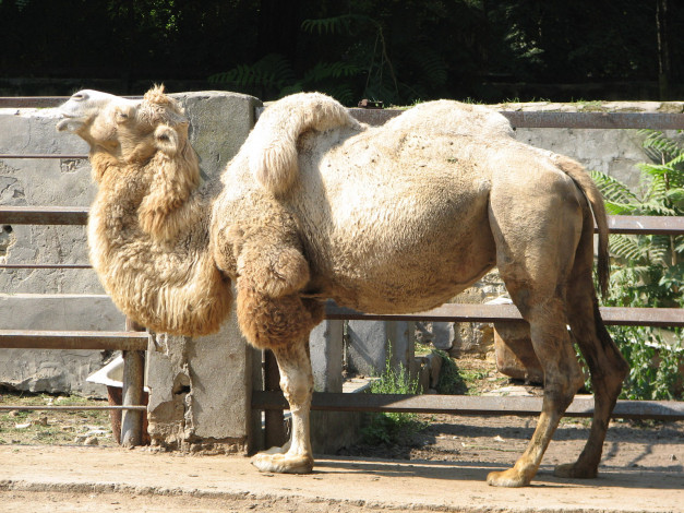 Обои картинки фото животные, верблюды