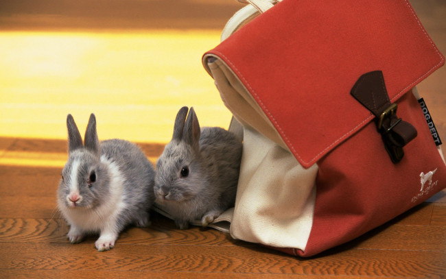 Обои картинки фото животные, кролики, зайцы