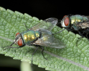 Картинка животные насекомые