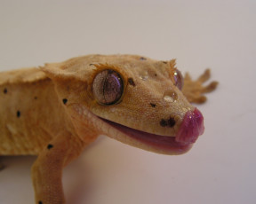 Картинка животные Ящерицы игуаны вараны