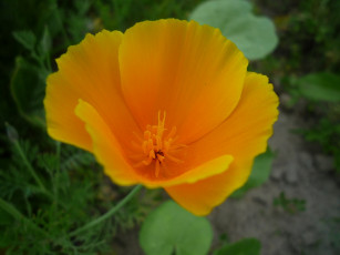 Картинка цветы эшшольция