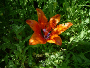 Картинка цветы лилии лилейники