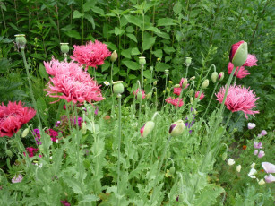 Картинка цветы маки