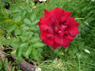 Картинка цветы розы