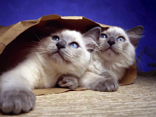 Картинка животные коты