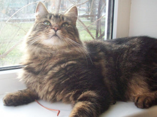 Картинка животные коты