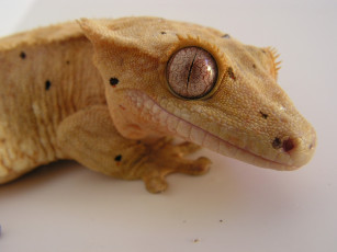 Картинка животные Ящерицы игуаны вараны