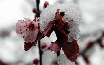 Картинка цветы цветущие деревья кустарники