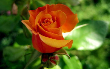 Картинка цветы розы