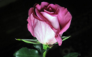 обоя цветы, розы