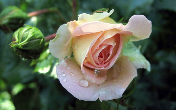 Картинка цветы розы