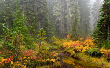 Картинка природа лес