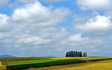 Картинка природа поля