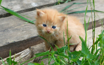 Картинка животные коты