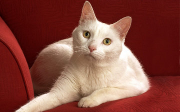 Картинка животные коты