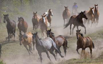 Картинка животные лошади