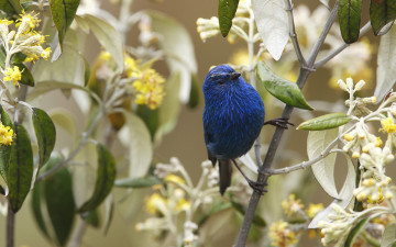 Картинка животные птицы