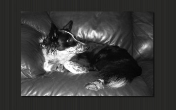 Картинка животные собаки